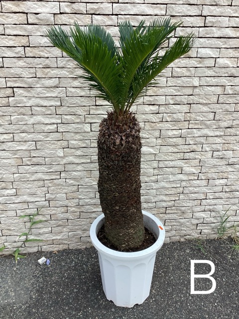 蘇鉄 ソテツ④ 【送料込み】 サマーセール]ソテツ（蘇鉄）4号鉢植え の通販 | 園芸ネット