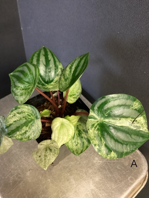 選べる 観葉植物 熱帯植物 ペペロミア 雪兎 斑入りスイカぺぺ 斑入り