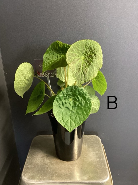 木立 ベゴニアのおすすめ人気商品一覧 通販 - Yahoo!ショッピング