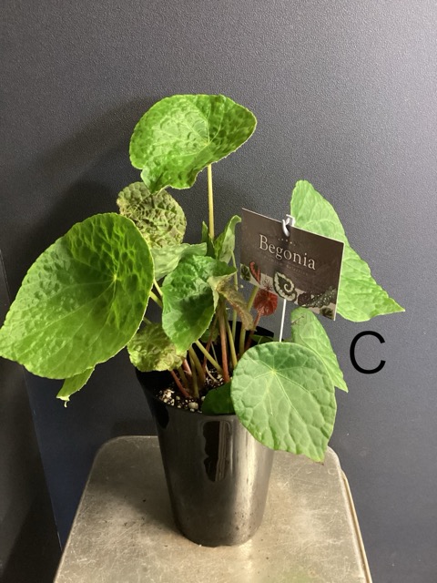 選べる 観葉植物 熱帯植物 根茎性 ベゴニア フートエンシス インテリア