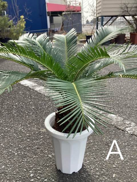 ソテツのおすすめ人気商品一覧 通販 - Yahoo!ショッピング