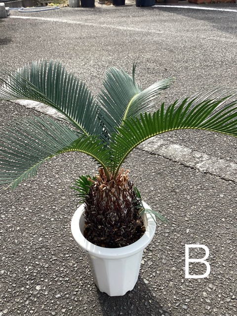 ソテツのおすすめ人気商品一覧 通販 - Yahoo!ショッピング