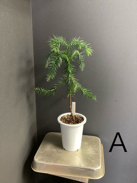 ブラジルマツ(パラナマツ)4 選べる 現物 ブラジルマツ パラナマツ Araucaria angustifolia 観葉