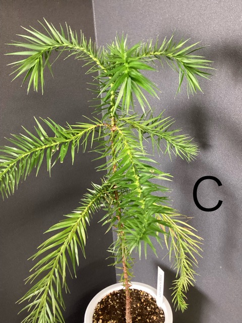 選べる オーストラリア植物 観葉植物 バンクシア アエムラ インテリア