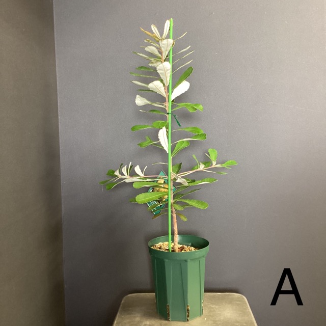 選べる オーストラリア植物 観葉植物 バンクシア インテグリフォリア