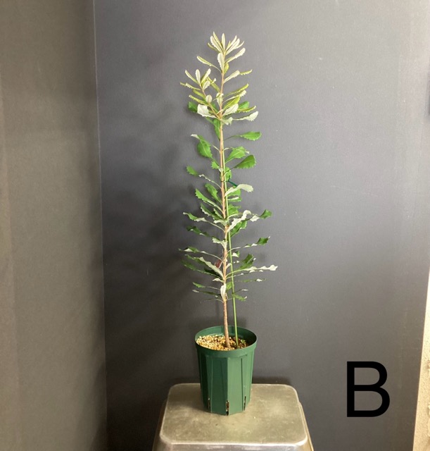 選べる オーストラリア植物 観葉植物 バンクシア インテグリフォリア