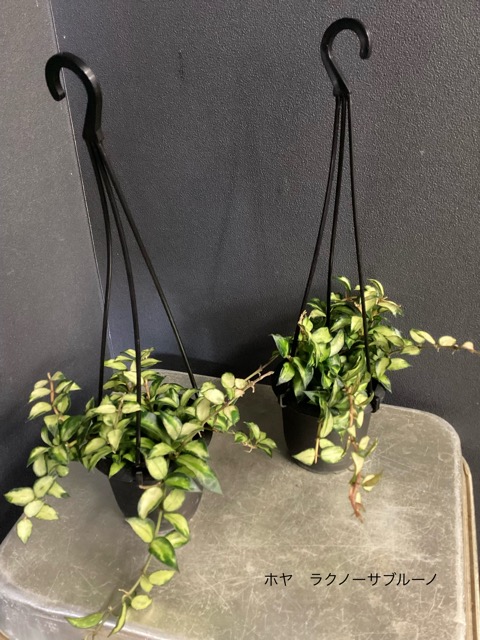 レア品種 観葉植物 熱帯植物 ホヤ ニューギニアゴースト ラクノーサ
