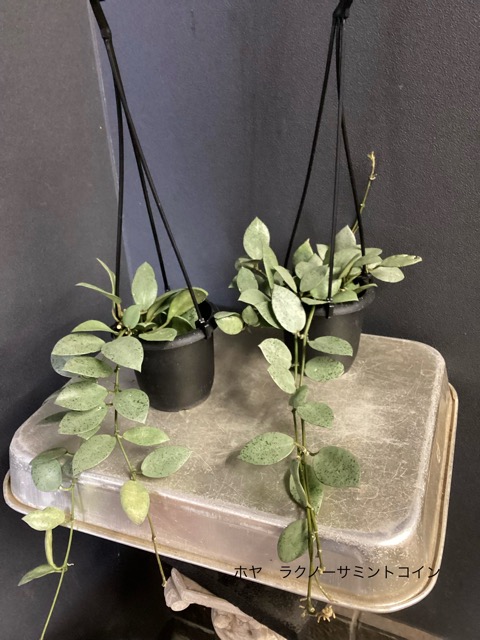 レア品種 観葉植物 熱帯植物 ホヤ ニューギニアゴースト ラクノーサ