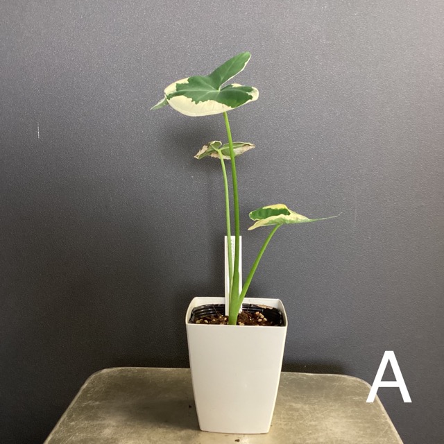 選べる 観葉植物 熱帯植物 キサントソーマ ミッキーマウスタロ 斑入り インテリア 素敵なプランツ 育てやすい観葉植物 : y-1422 :  hanabisou - 通販 - Yahoo!ショッピング