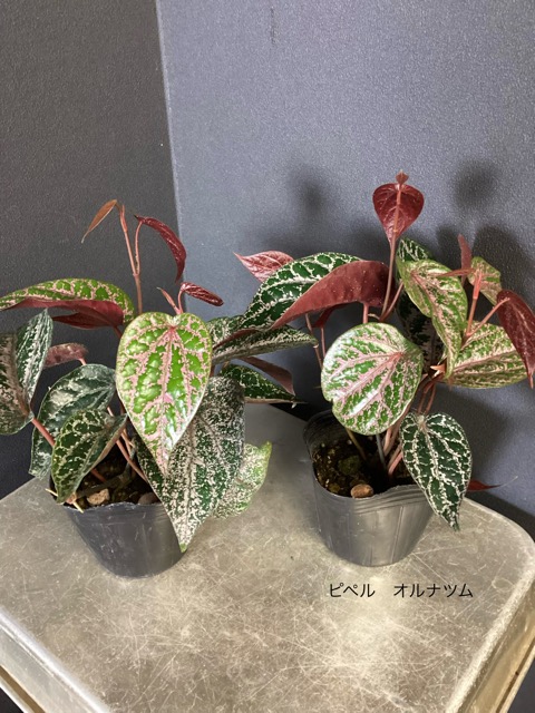 希少 観葉植物 熱帯植物 ピペル マレー セランゴール シルバティクム