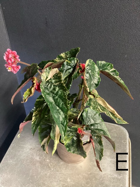 選べる 木立 ベゴニア ジニー銀河 4号 斑入り レア品種 観葉植物 熱帯
