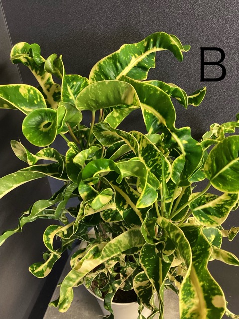 クロトン 観葉植物（花、ガーデニング）の商品一覧 通販 - Yahoo