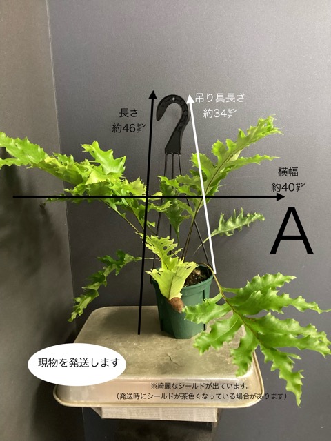 着生植物 シダの商品一覧 通販 - Yahoo!ショッピング
