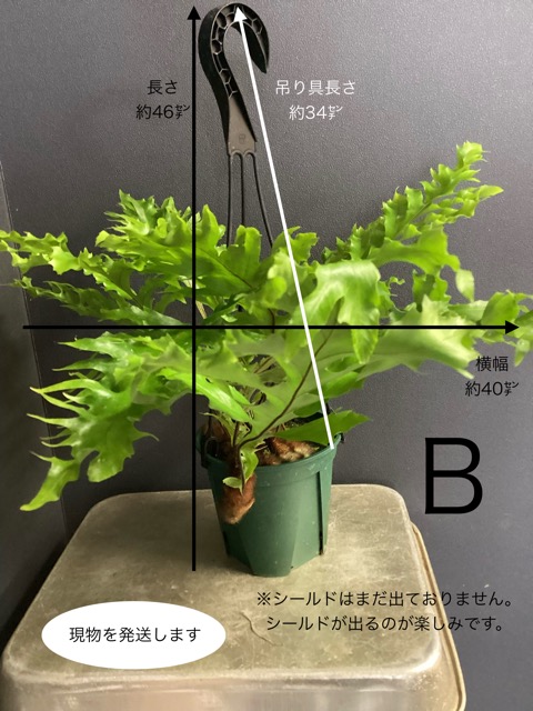 着生植物 シダの商品一覧 通販 - Yahoo!ショッピング