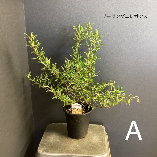 選べる オーストラリア植物 観葉植物 グレビレア インテリア 素敵なプランツ 素敵なお庭 オージープランツ