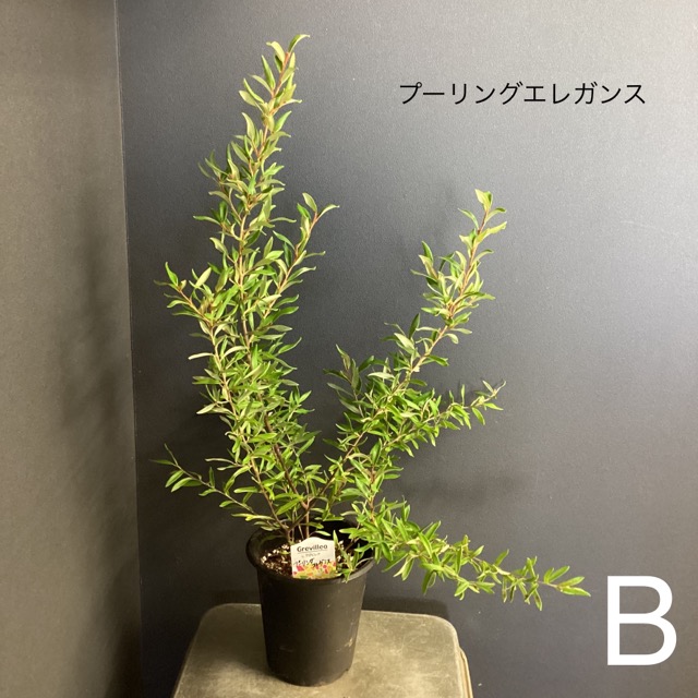 選べる オーストラリア植物 観葉植物 グレビレア インテリア 素敵な