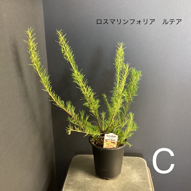 選べる オーストラリア植物 観葉植物 グレビレア インテリア 素敵な