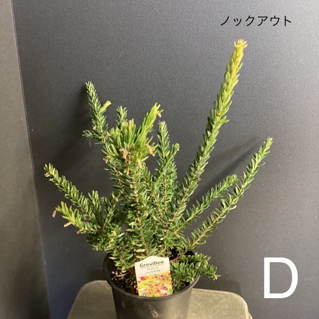 選べる オーストラリア植物 観葉植物 グレビレア インテリア 素敵なプランツ 素敵なお庭 オージープランツ : y-1437 : hanabisou  - 通販 - Yahoo!ショッピング