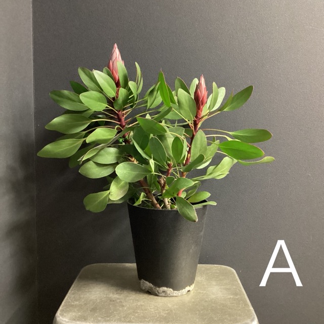 選べる オーストラリア植物 観葉植物 プロテア リトルプリンス