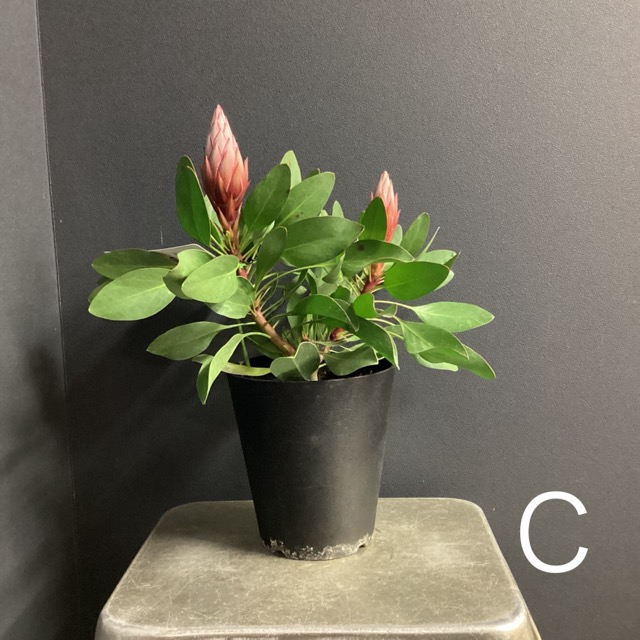 選べる オーストラリア植物 観葉植物 プロテア リトルプリンス 選べる オーストラリア植物 観葉植物 プロテア リトルプリンス