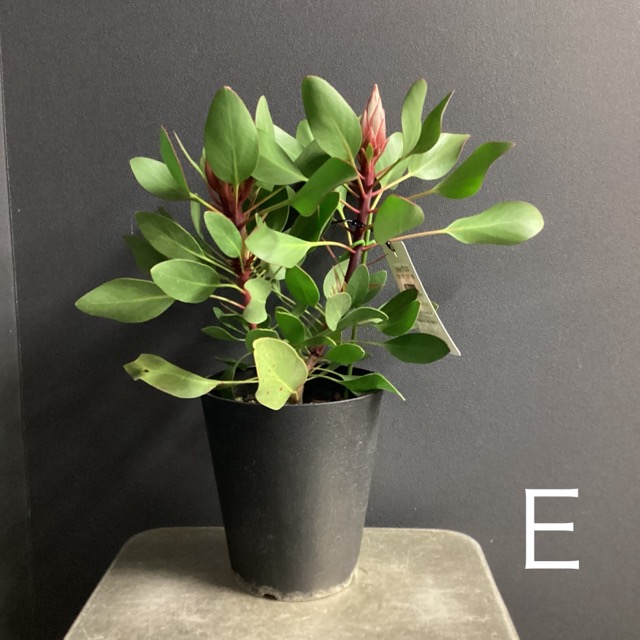 選べる オーストラリア植物 観葉植物 プロテア リトルプリンス