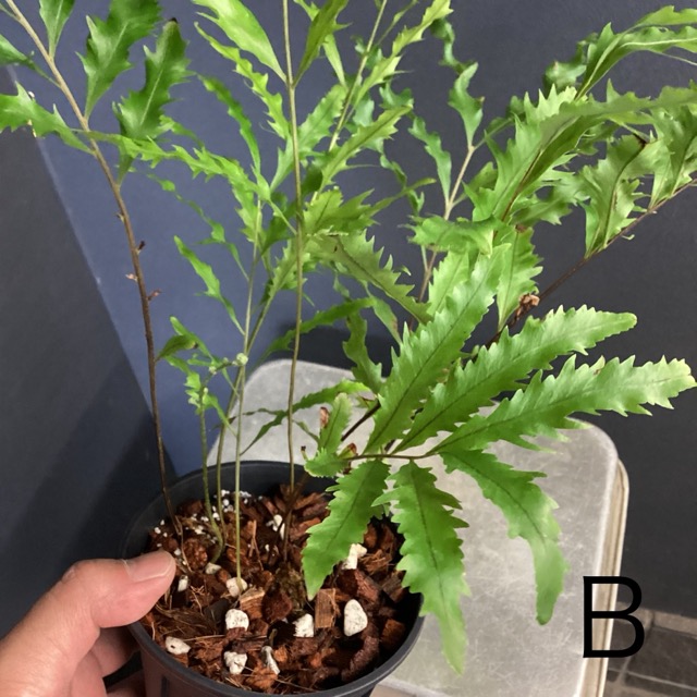 選べる 限定品 レア品種 着生植物 観葉植物 ドリナリア