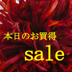 本日のお買い得