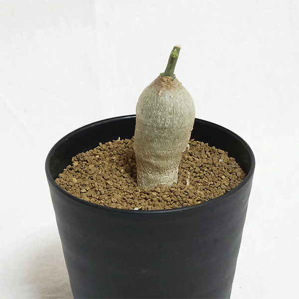 アデニア・キルキー（Adenia kirkii）の育て方・栽培記録 – ゆるぷ