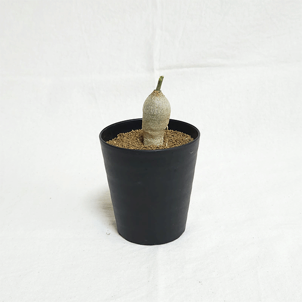 アデニア キルキー 3号 セラアート鉢 塊根植物 種類 鉢 土 種 安い