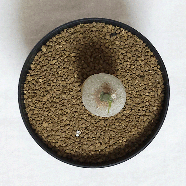 アデニア キルキー 3号 セラアート鉢 塊根植物 種類 鉢 土 種 安い