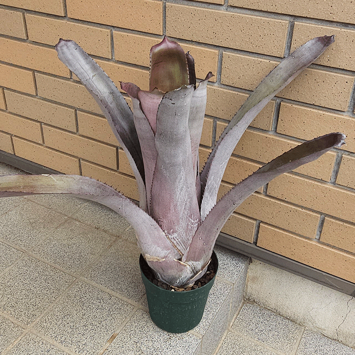 エクメア ムルフォーディ マルバ 5号 プラ鉢 ブロメリア 種類 一覧