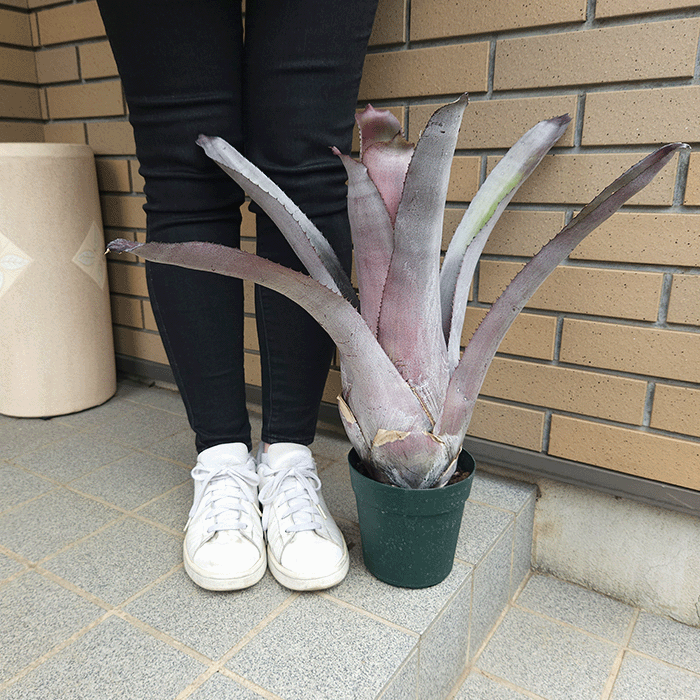 エクメア ムルフォーディ マルバ 5号 プラ鉢 ブロメリア 種類 一覧