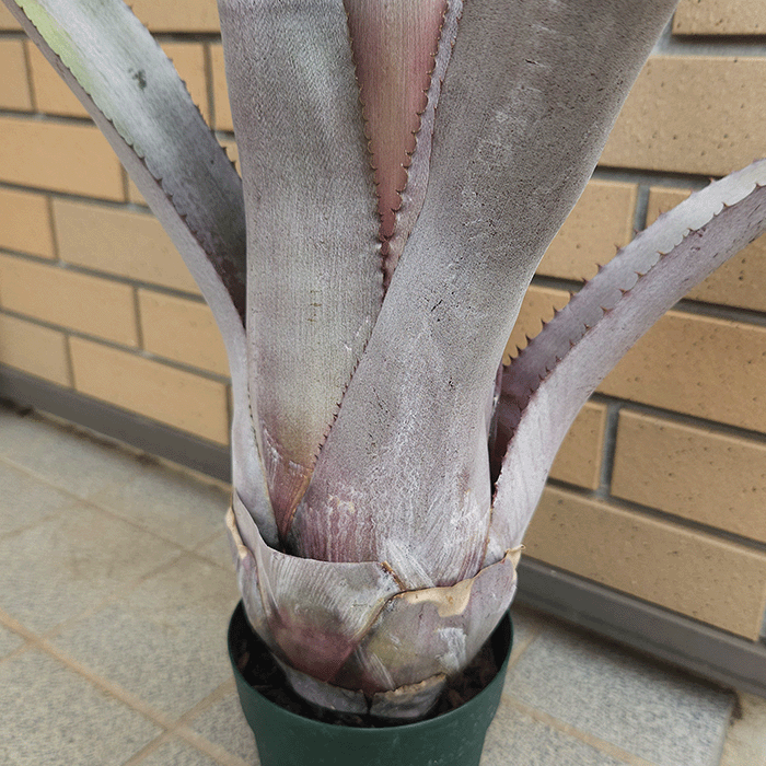 エクメア ムルフォーディ マルバ | アナナス ブロメリア タンク植物 多肉植物 エクメア ムルフォーディ マルバ 5号 プラ鉢 ブロメリア 種類 一覧