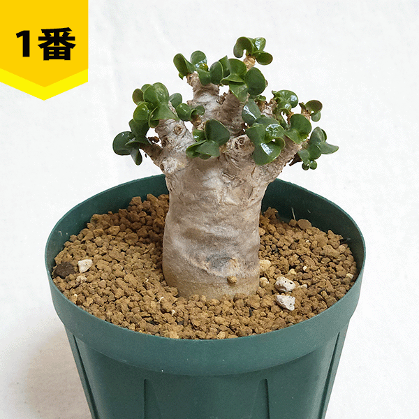 塊根植物 種子のおすすめ人気商品一覧 通販 - Yahoo!ショッピング
