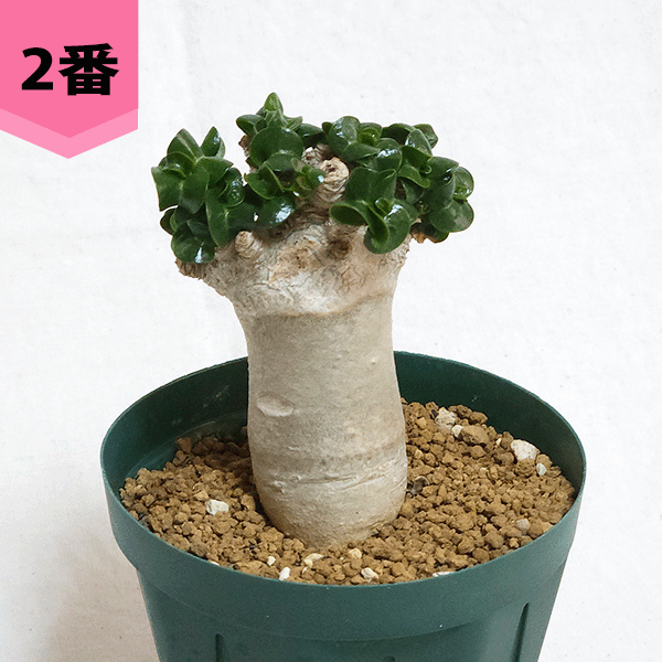 a*s様 アデニウム　特大株　オススメ品 a*s様 アデニウム 特大株 オススメ品