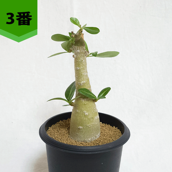 ビザールプランツ（サボテン、多肉植物） | 花、ガーデニング の