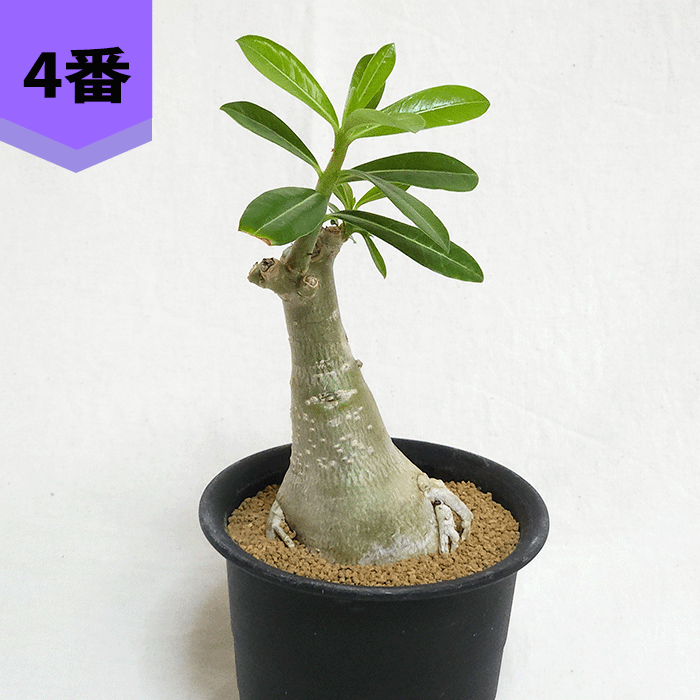 シシトウ 塊根植物 種子 塊根植物 種子通販サイト シードストック