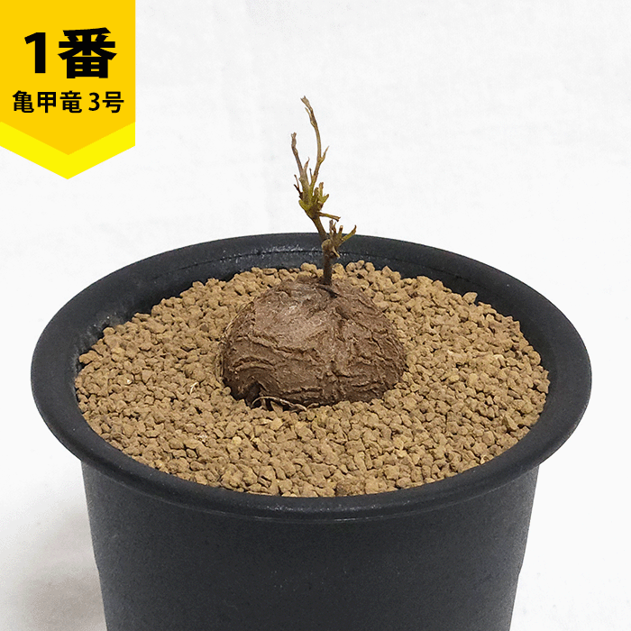亀甲竜　三号鉢 楽天市場】【マラソンクーポン有！】【現品】アフリカ亀甲竜 3号