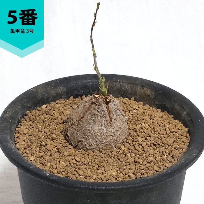 【セール】ブリガミア　インシグニス　No.002　鉢、送料込　絶滅危惧種　レア ブリガミア インシグニス 絶滅危惧種 レア - メルカリ