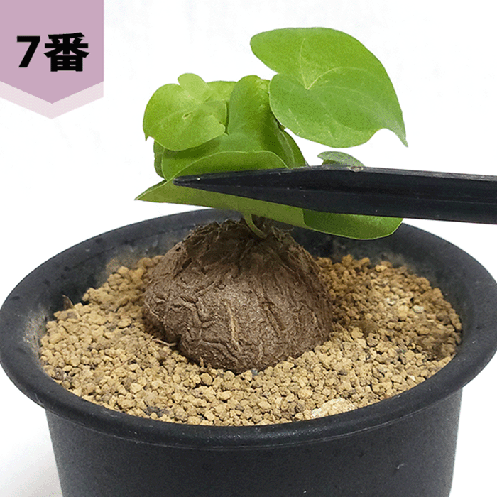 亀甲竜 (鉢入り) 5cm越え バキボコ割れ ディオスコレア 塊根植物