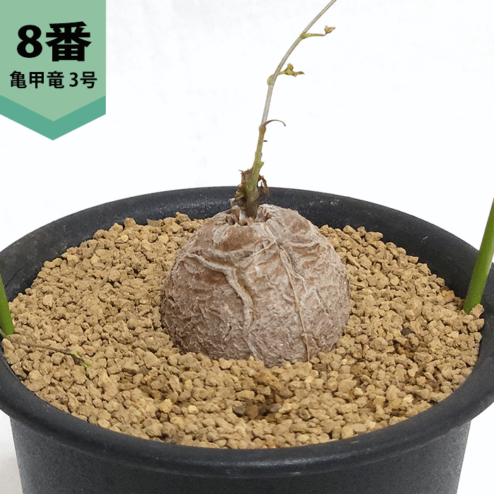 亀甲竜のおすすめ人気商品一覧 通販 - Yahoo!ショッピング