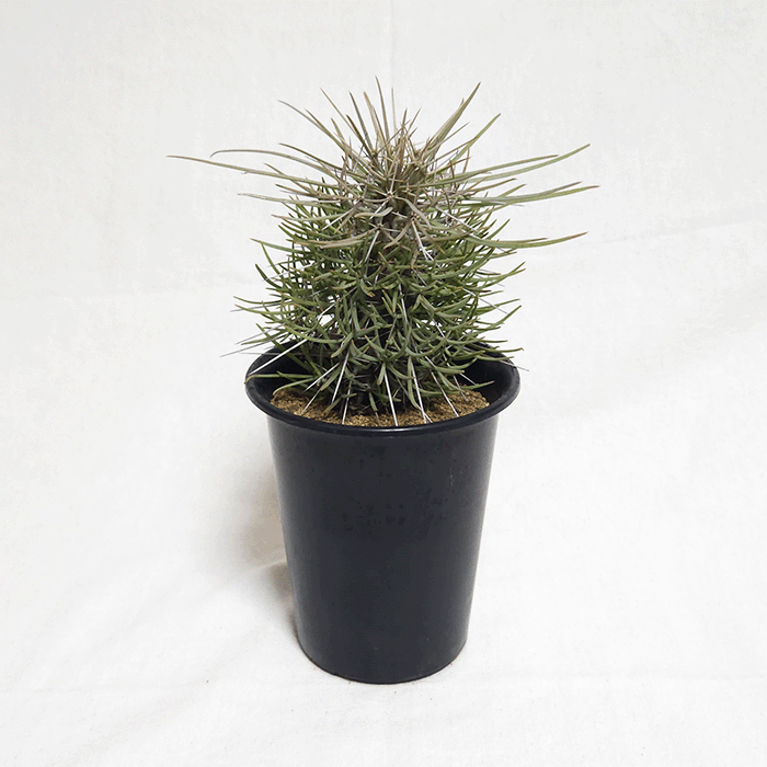 ディディエレア マダガスカリエンシス 3.5号 プラ鉢 金棒の木