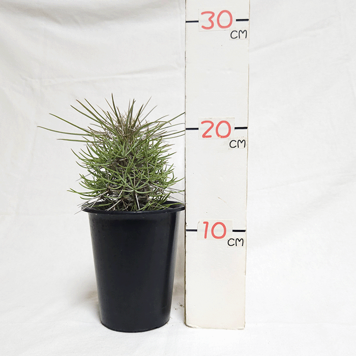 ディディエレア マダガスカリエンシス 3.5号 プラ鉢 金棒の木