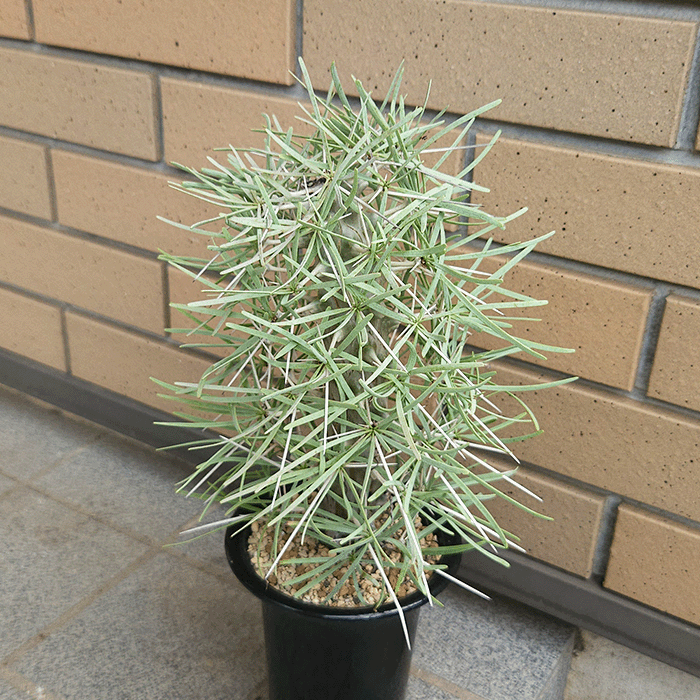マダガスカル植物コーデックス di-mce40.gif