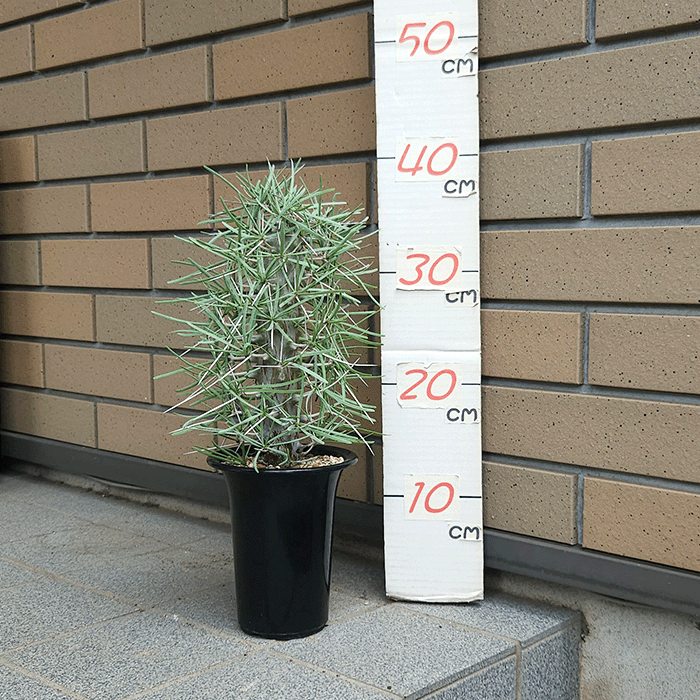 ディディエレア マダガスカリエンシス 4号 プラ鉢 コーデックス 種類