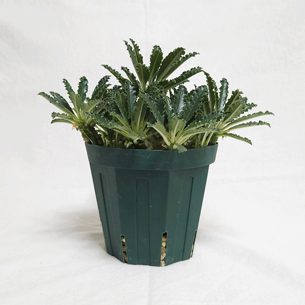 【レア/塊根植物】ドルステニア ラブラニー オス株（中株）鉢植え レア/塊根植物】ドルステニア ラブラニー オス株（中株）鉢植え