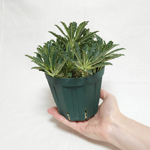 【レア/塊根植物】ドルステニア ラブラニー オス株（中株）鉢植え レア/塊根植物】ドルステニア ラブラニー オス株（中株）鉢植え