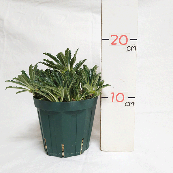 ドルステニア ラブラニー 4号 プラ鉢 塊根植物 種類 土 種 鉢 塊根