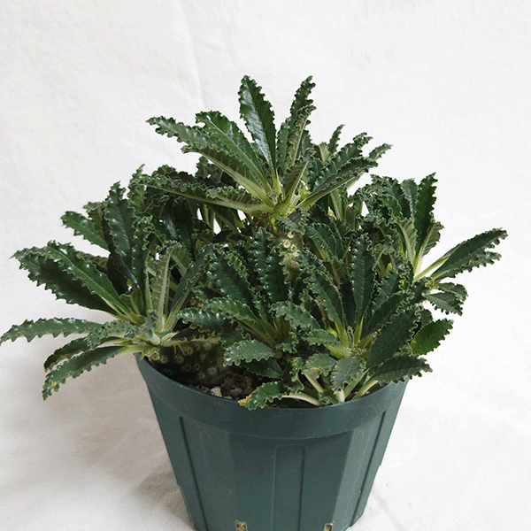 【レア/塊根植物】ドルステニア ラブラニー オス株(中株)鉢植え D ドルステニア ラブラニー 4号 プラ鉢 塊根植物 種類 土 種 鉢