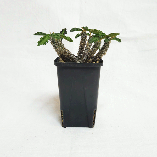 ユーフォルビア デカリー スピロスティカ 2号 プラ鉢 塊根植物